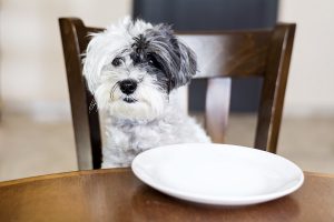 voedselintolerantie hond